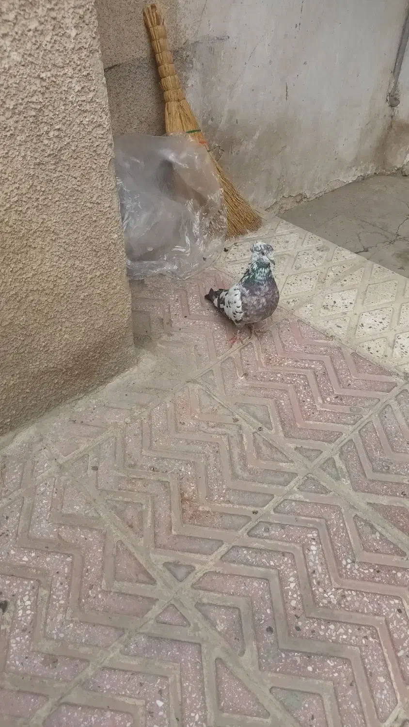 کفتر|پرنده|شهر ری, شهید بهشتی|دیوار