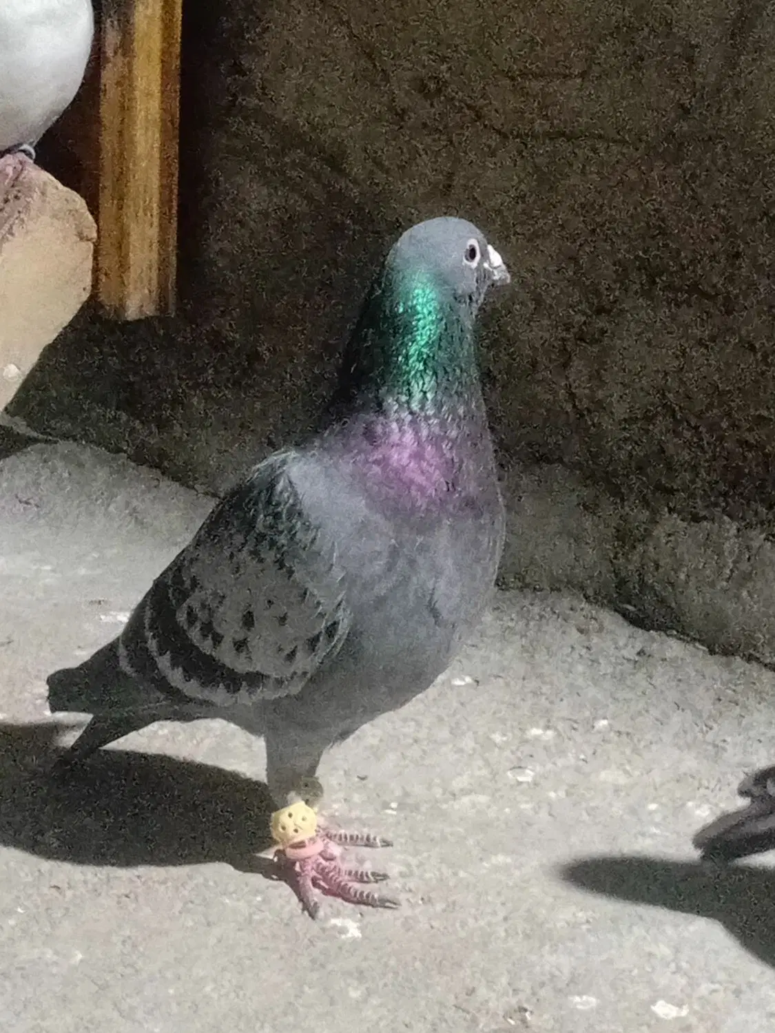 کبوتر|پرنده|بجنورد, |دیوار