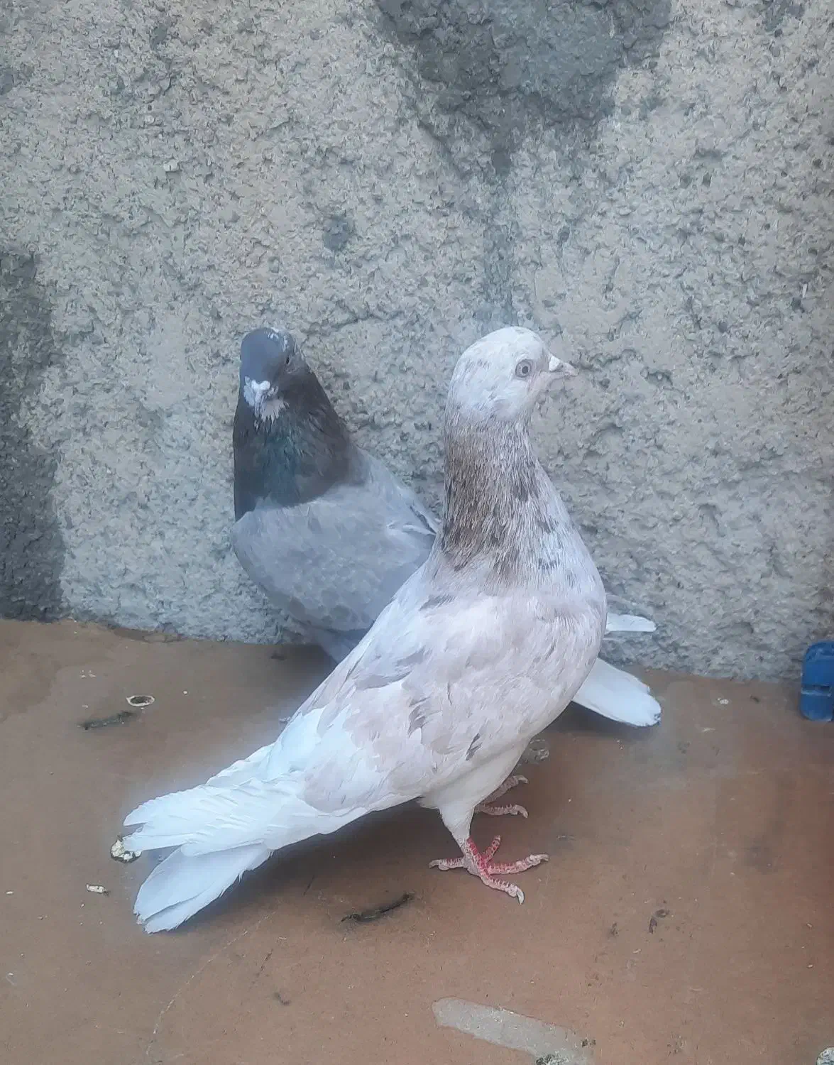 کفتر|پرنده|شهر ری, سرتخت|دیوار