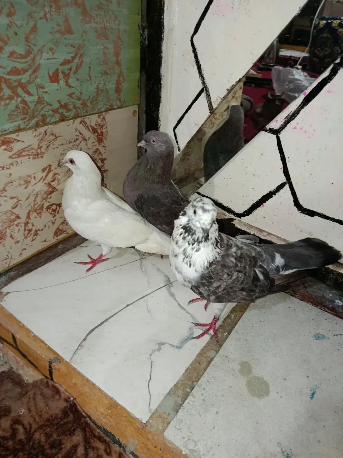 کفتر|پرنده|بندرعباس, |دیوار