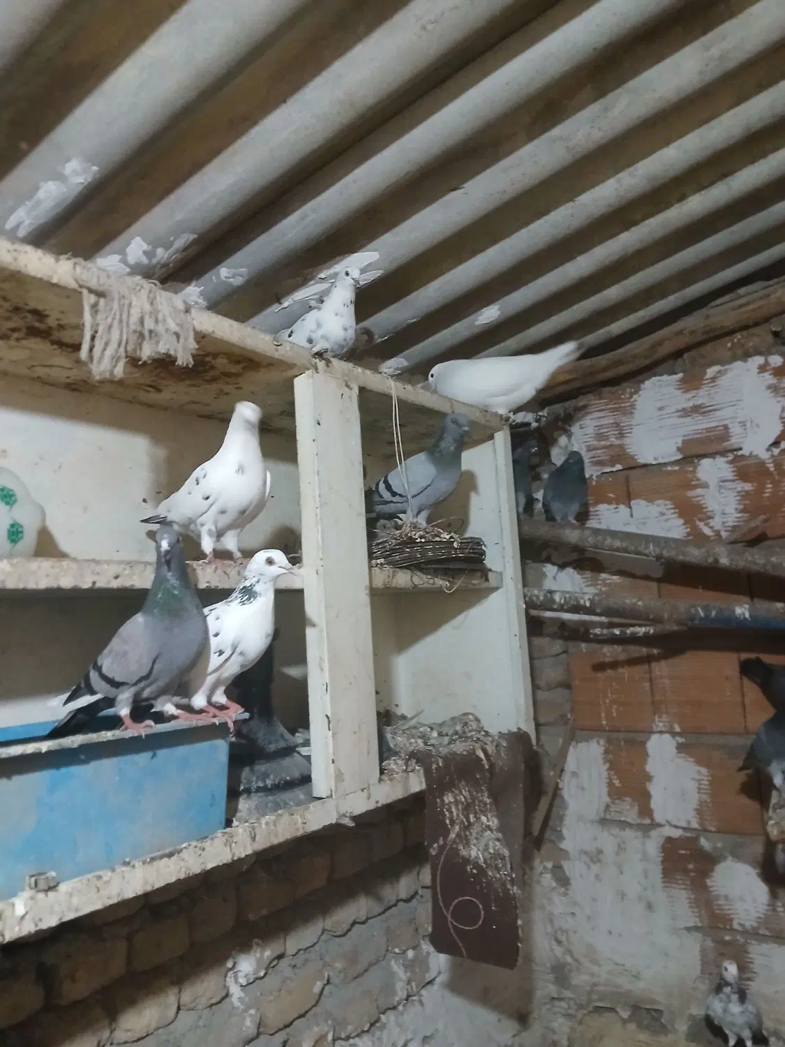 کبوتر|پرنده|گرگان, |دیوار