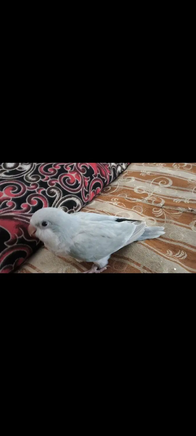 راهب|پرنده|گلپایگان, |دیوار