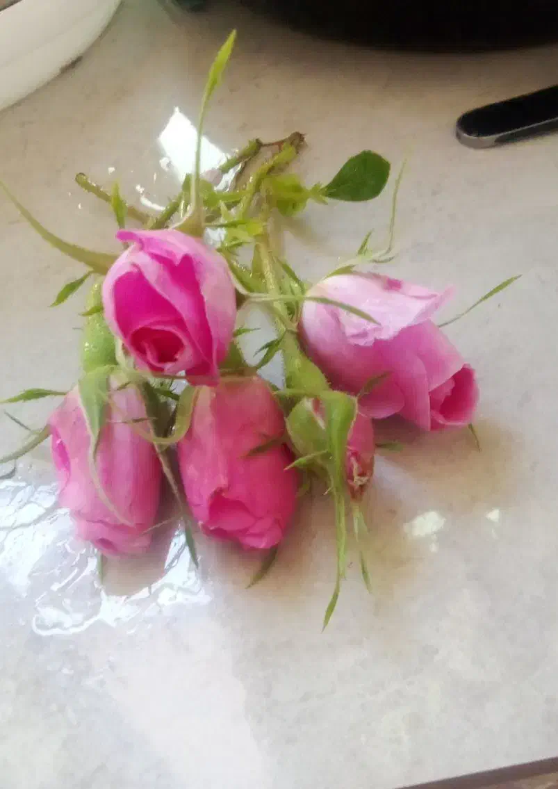 گل محمدی|گل و گیاه طبیعی|بدره, |دیوار