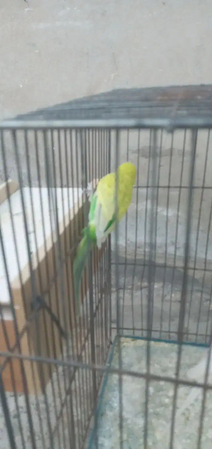 مرغ عشق|پرنده|ایذه, |دیوار