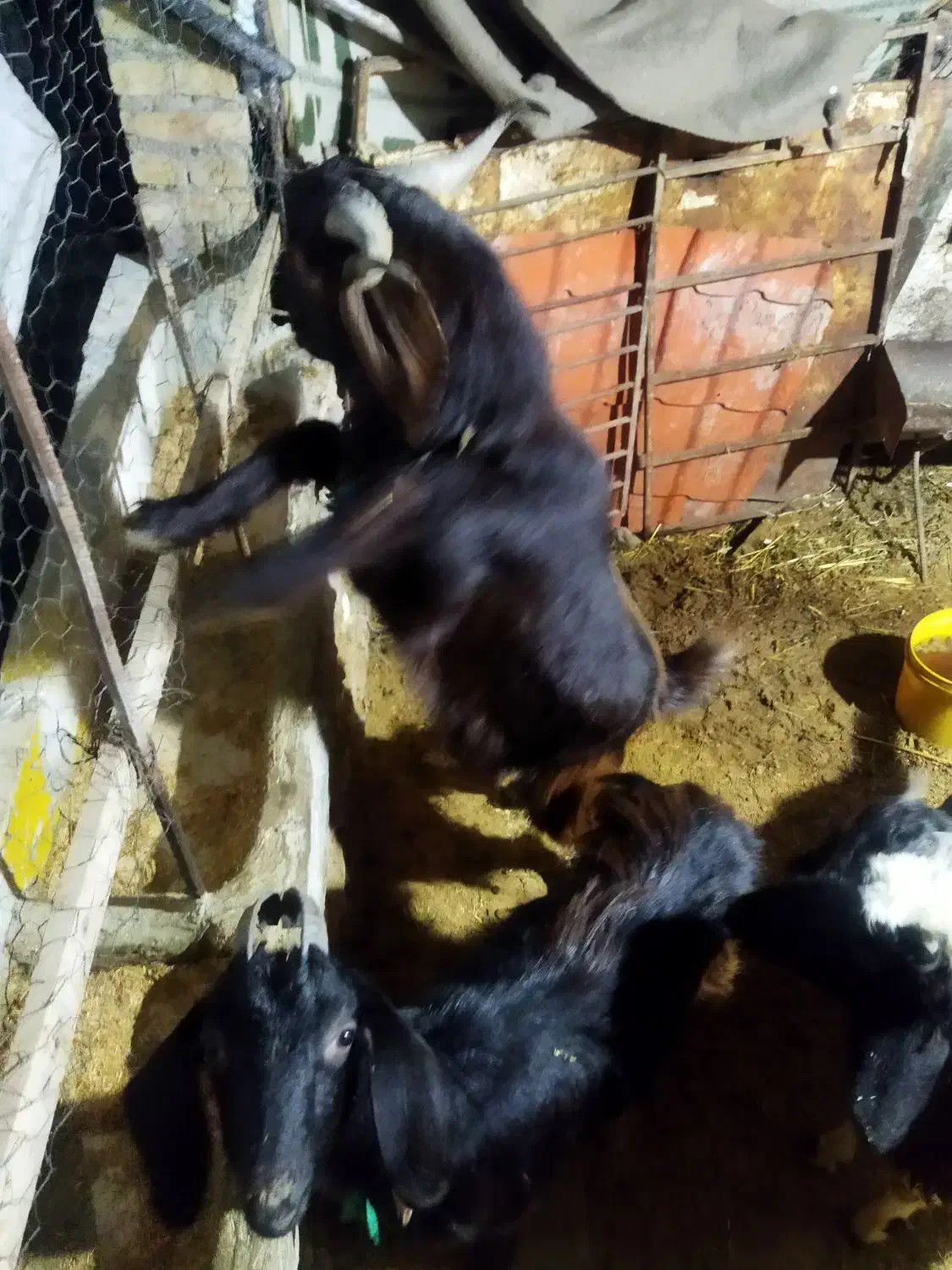 بز.|حیوانات مزرعه|مینودشت, |دیوار