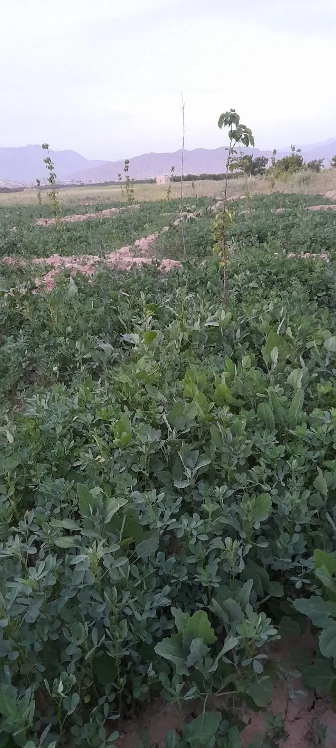 یونجه|لوازم جانبی حیوانات|اسفراین, |دیوار