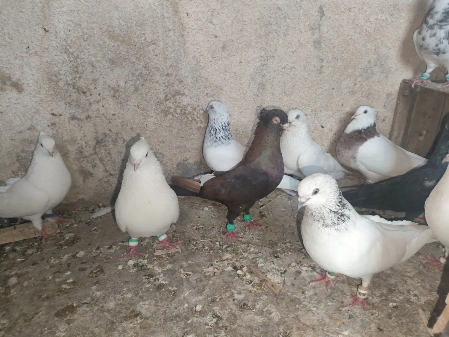 کفتر|پرنده|چمران, |دیوار