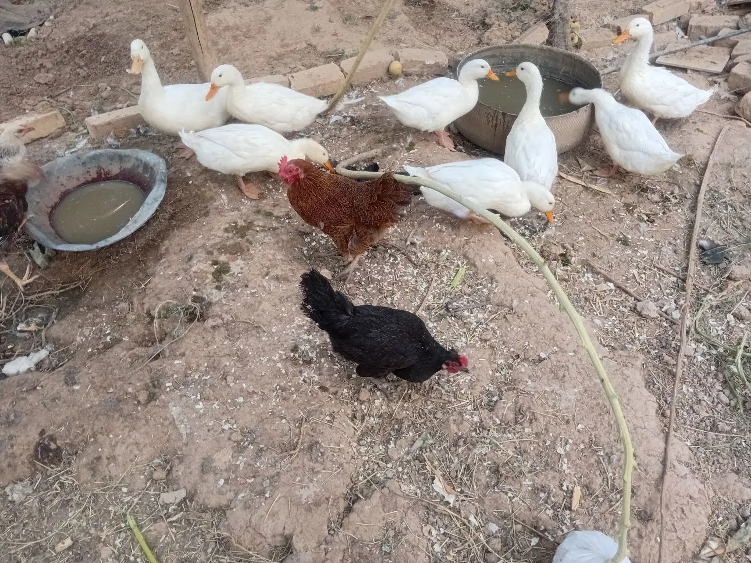 اردک|حیوانات مزرعه|سجاس رود, |دیوار