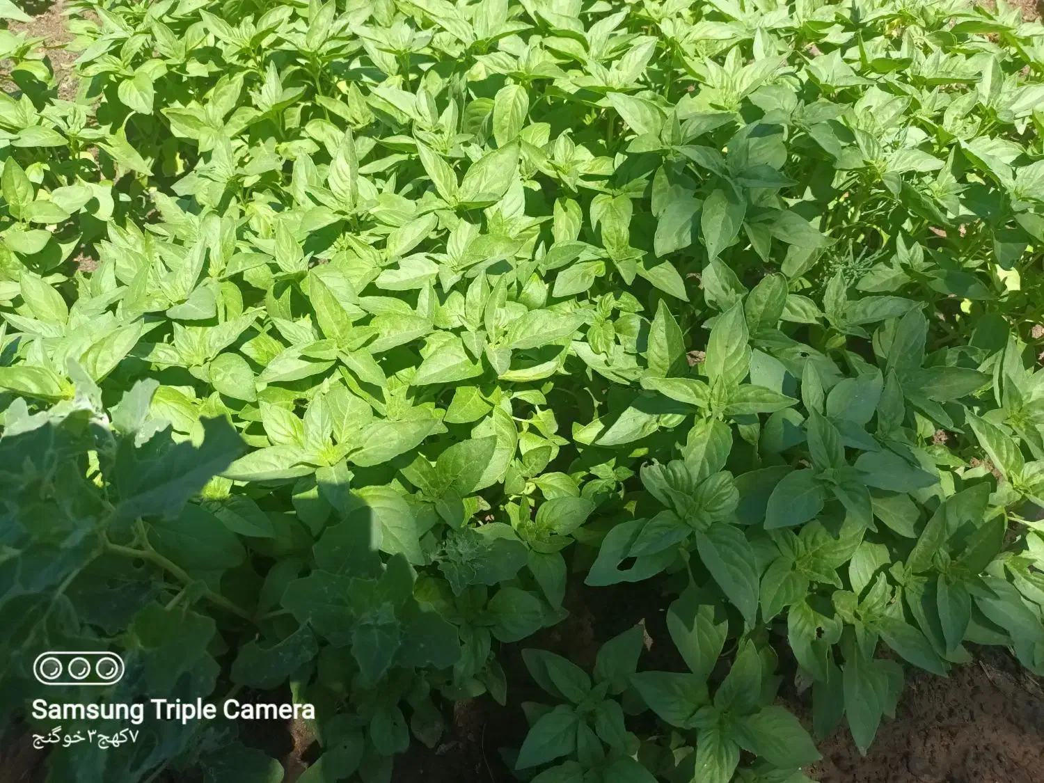 سبزی محلی|خدمات باغبانی و درختکاری|بیرجند, |دیوار
