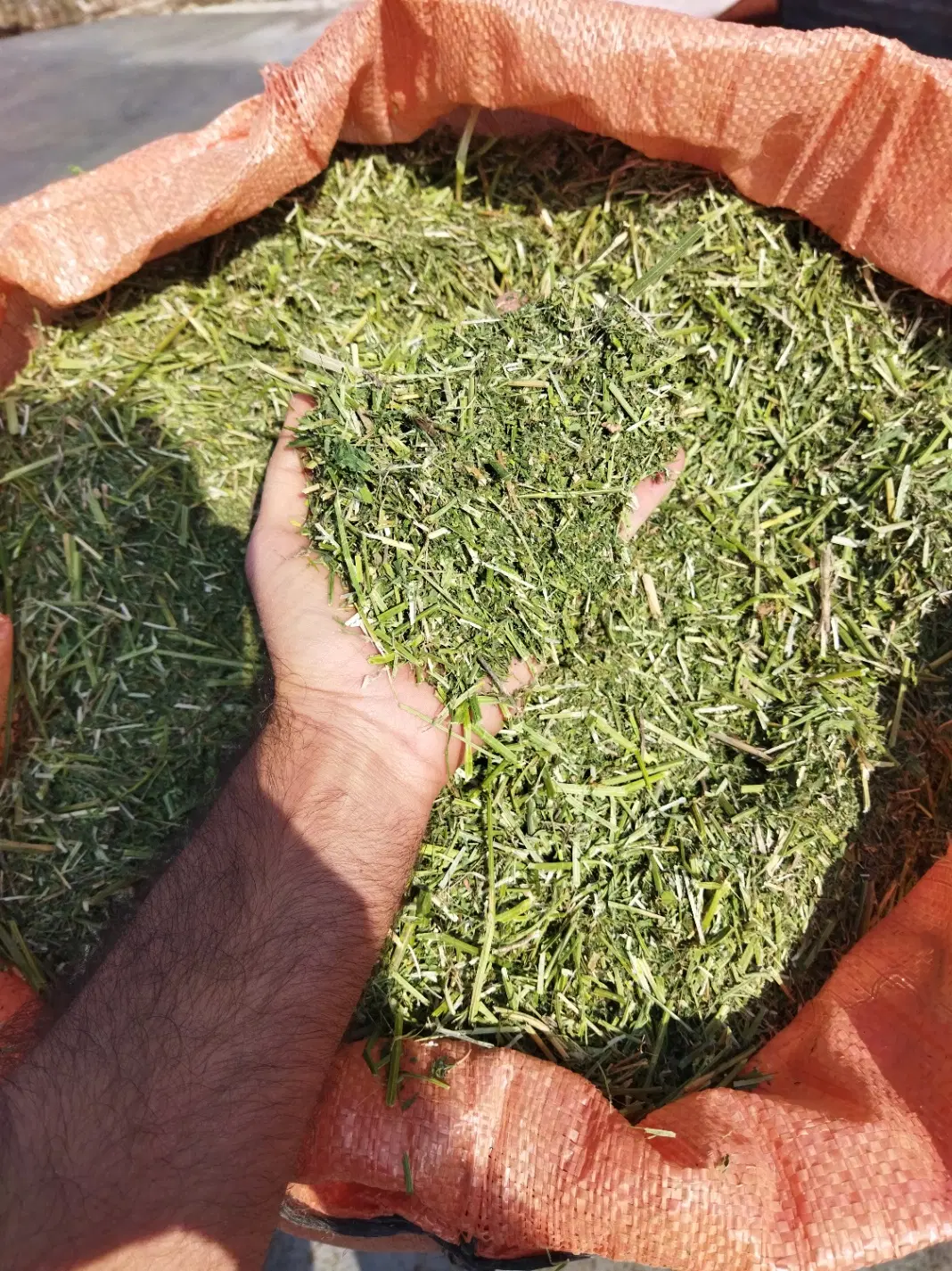 یونجه|خدمات باغبانی و درختکاری|یاسوج, |دیوار