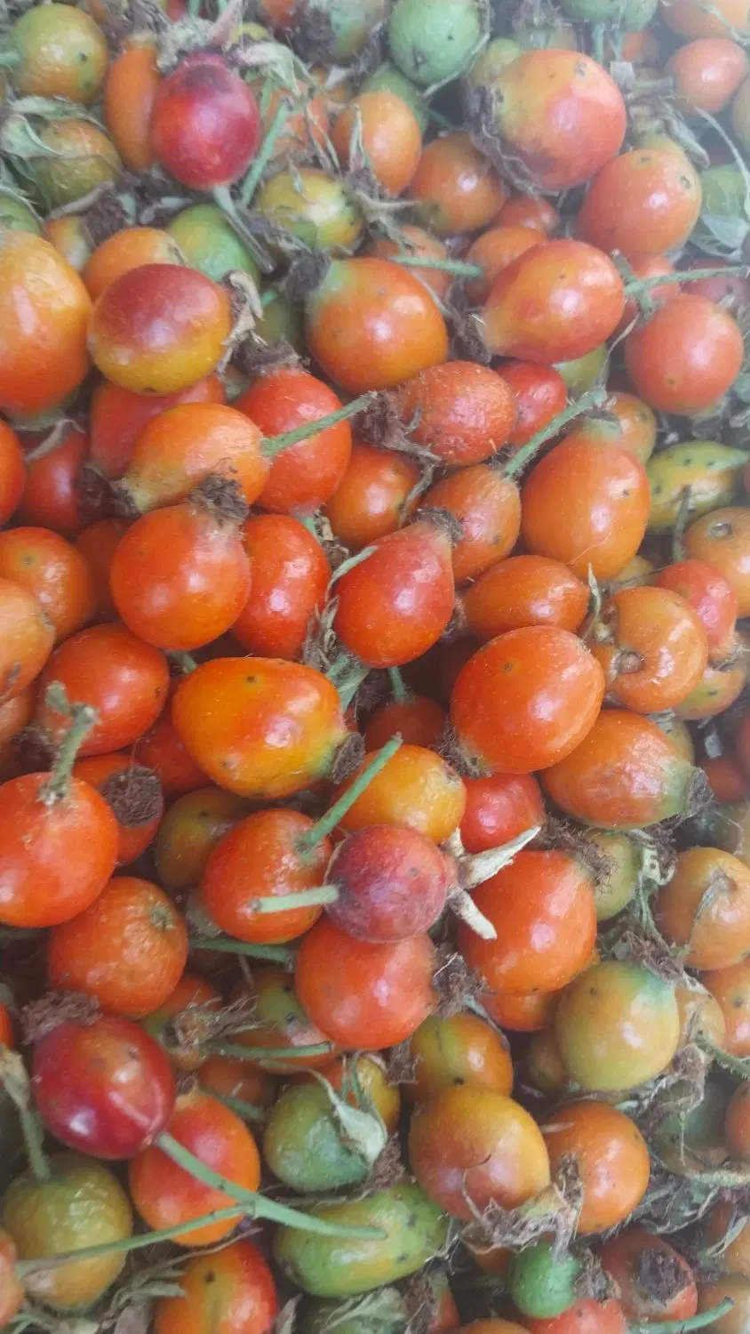 گیدیک|خوردنی و آشامیدنی|اردبیل, |دیوار