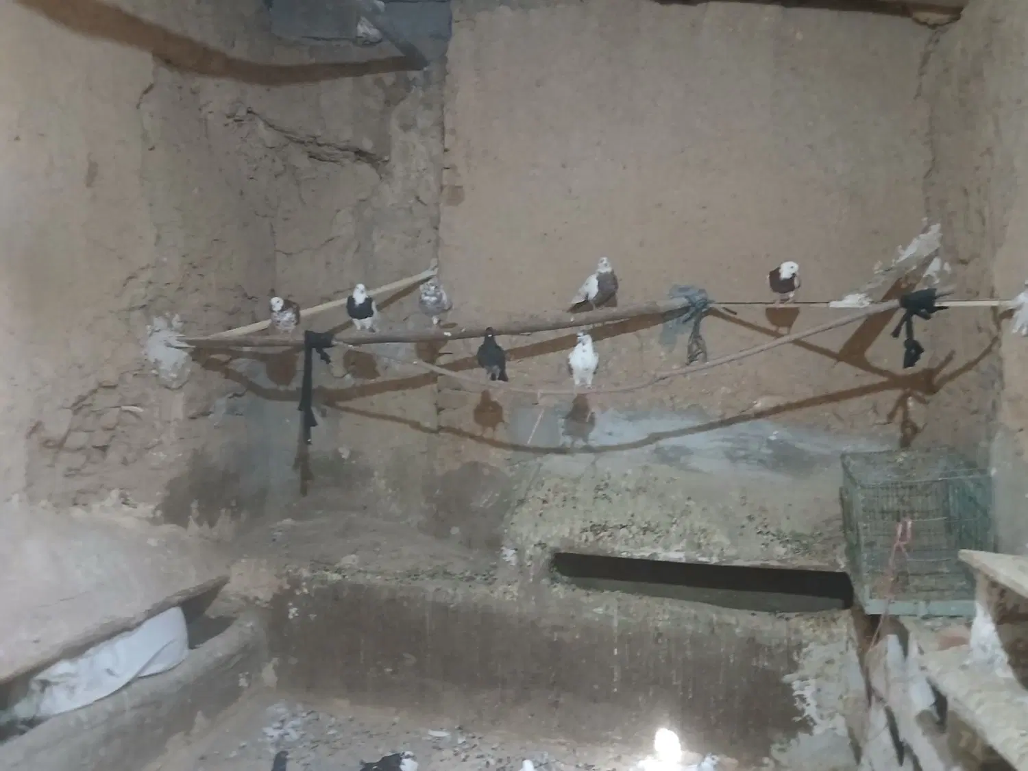 کوتر|پرنده|شیرین‌سو, |دیوار