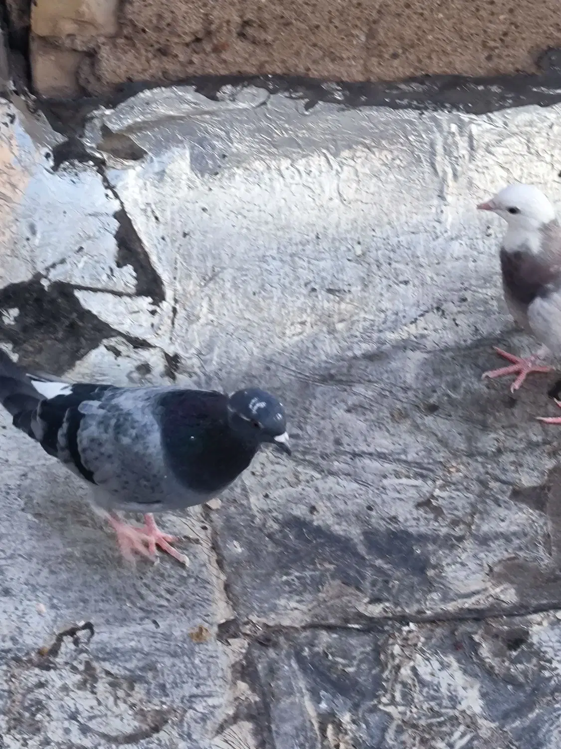 کبوتر|پرنده|سمنان, |دیوار