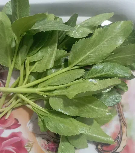 کرفس|گل و گیاه طبیعی|فارسان, |دیوار