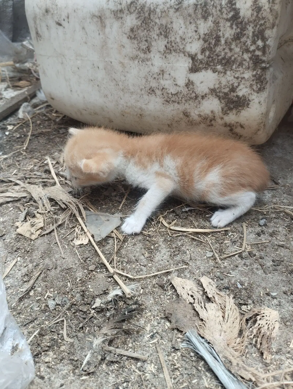گربه|گربه|رضوانشهر, |دیوار