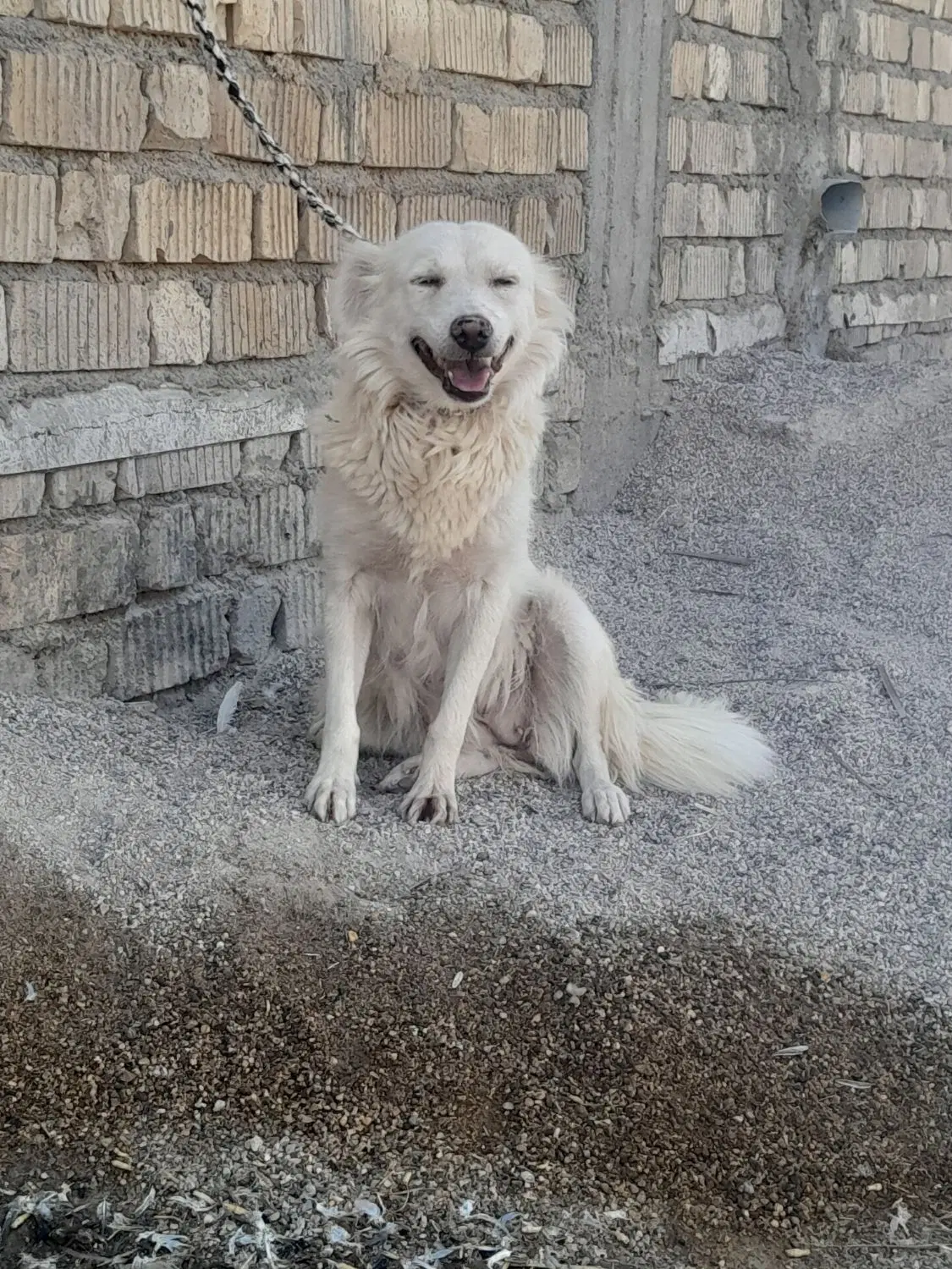 سگ..|سگ|شیبکوه (فارس), |دیوار