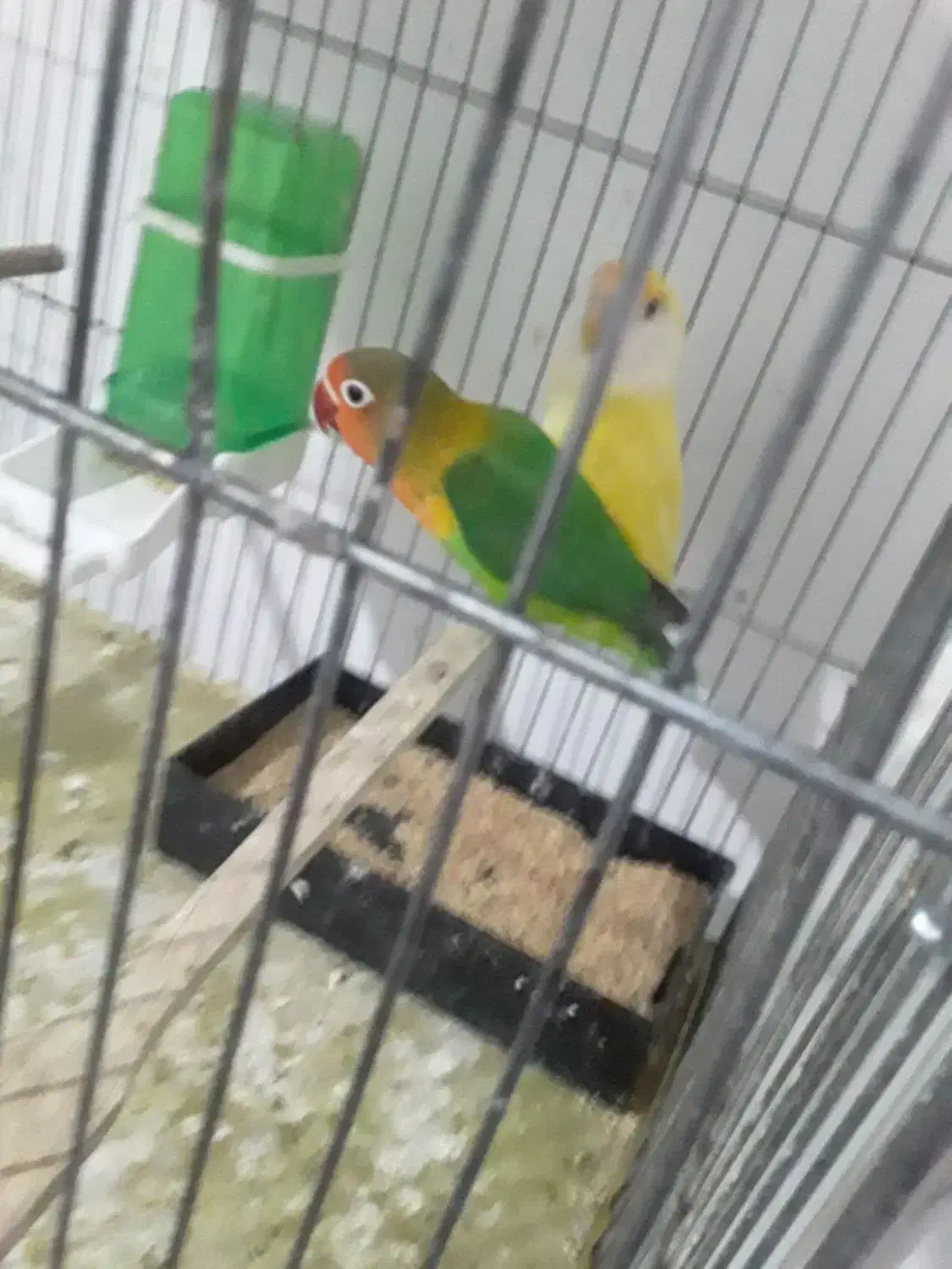 پرنده|پرنده|رفسنجان, |دیوار