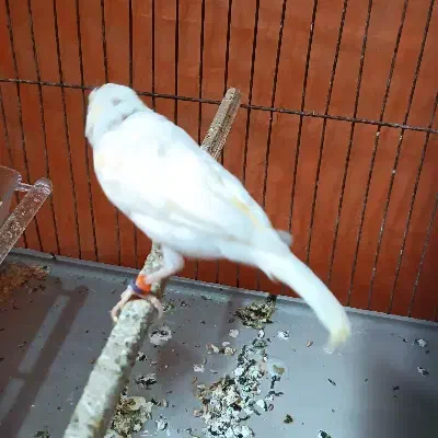 قناری ماده چهار گل لون|پرنده|خرم‌آباد, |دیوار