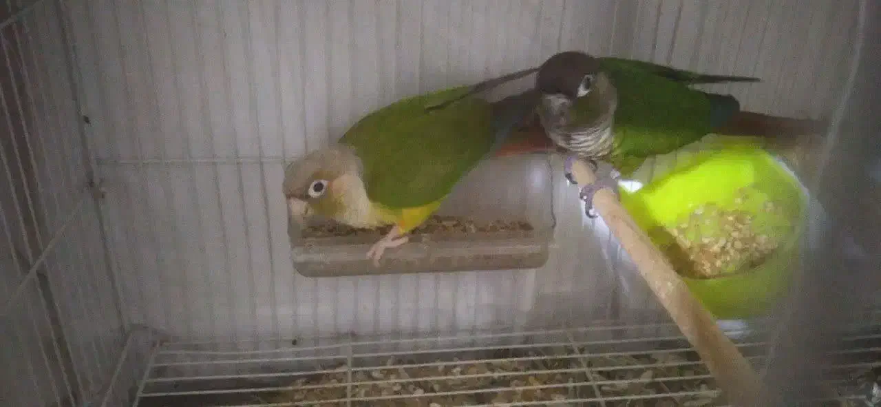 گرینچیک|پرنده|مشهد, کریم آباد|دیوار