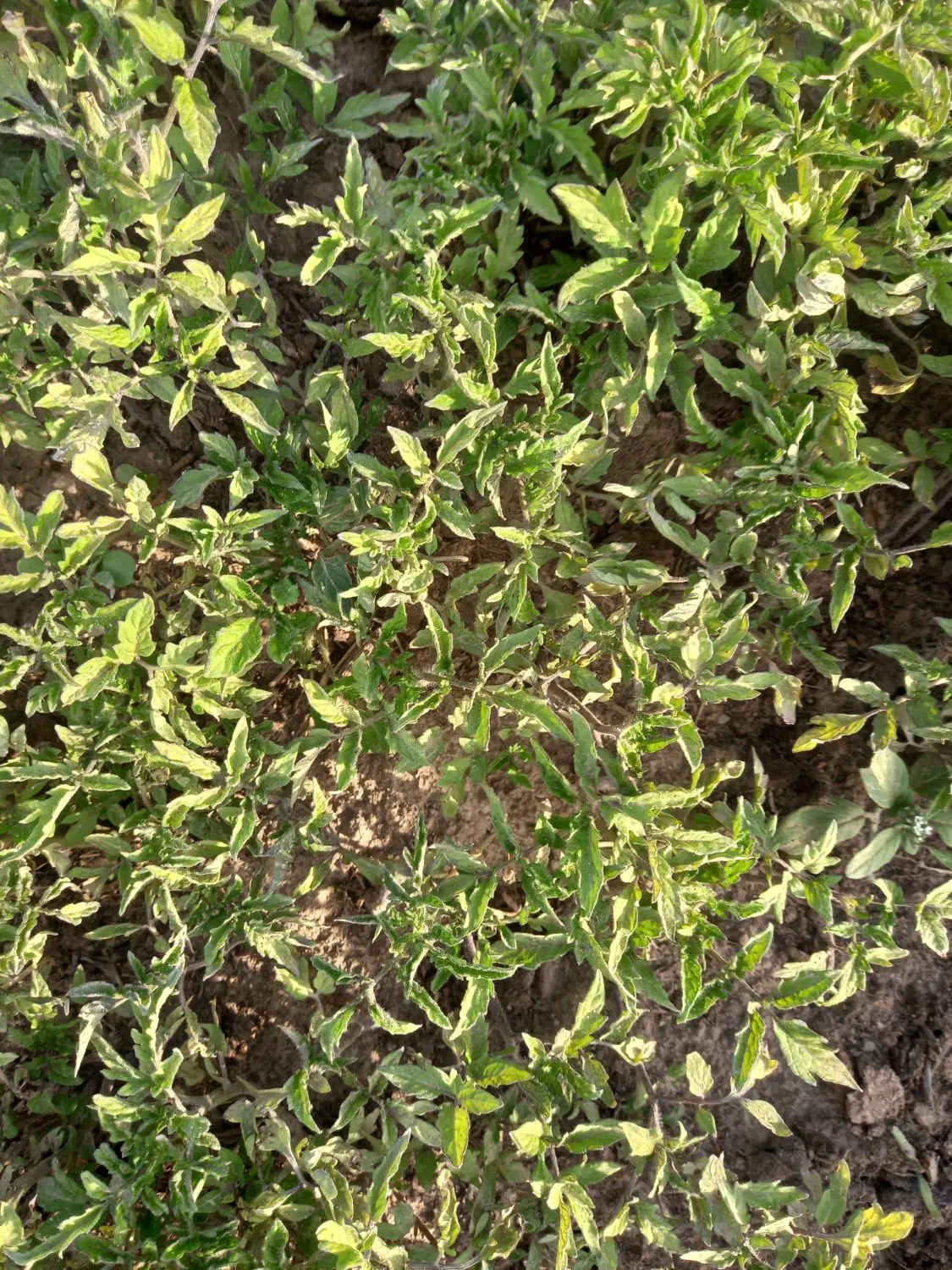 نشا|خدمات باغبانی و درختکاری|گوگان, |دیوار