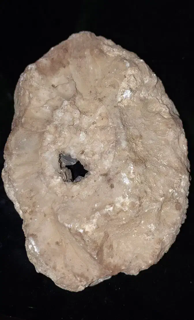 فسیل دریایی|کلکسیون اشیاء عتیقه|سپیدان, |دیوار