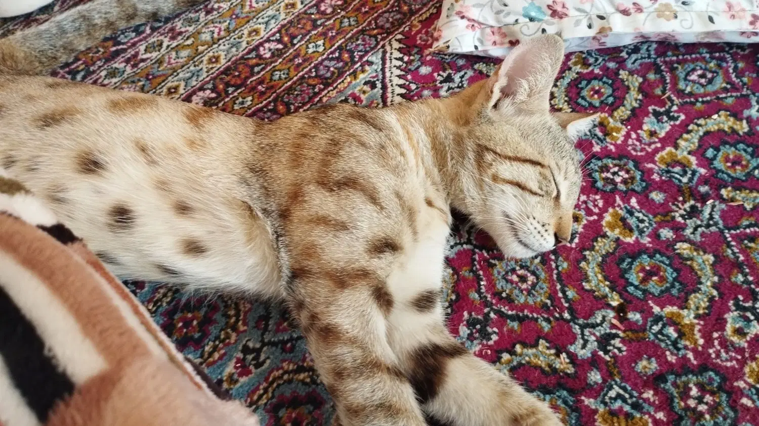 گربه 2|گربه|بانه, |دیوار