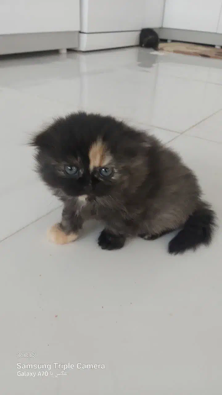 اسکاتیش|گربه|مشهد, شهرک امام هادی (شهرک غرب)|دیوار