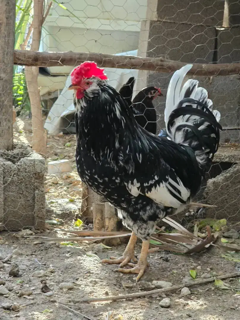 خروس|حیوانات مزرعه|بندر دیر, |دیوار