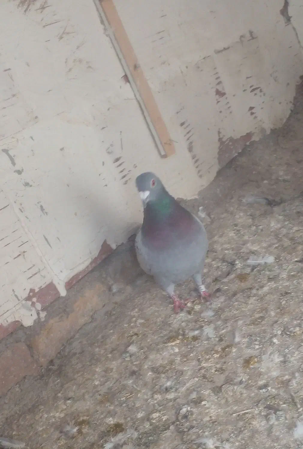 کفتر|پرنده|بجنورد, |دیوار