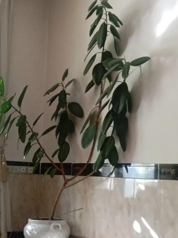 جوفیل|گل و گیاه طبیعی|مهاباد (آذربایجان غربی), |دیوار