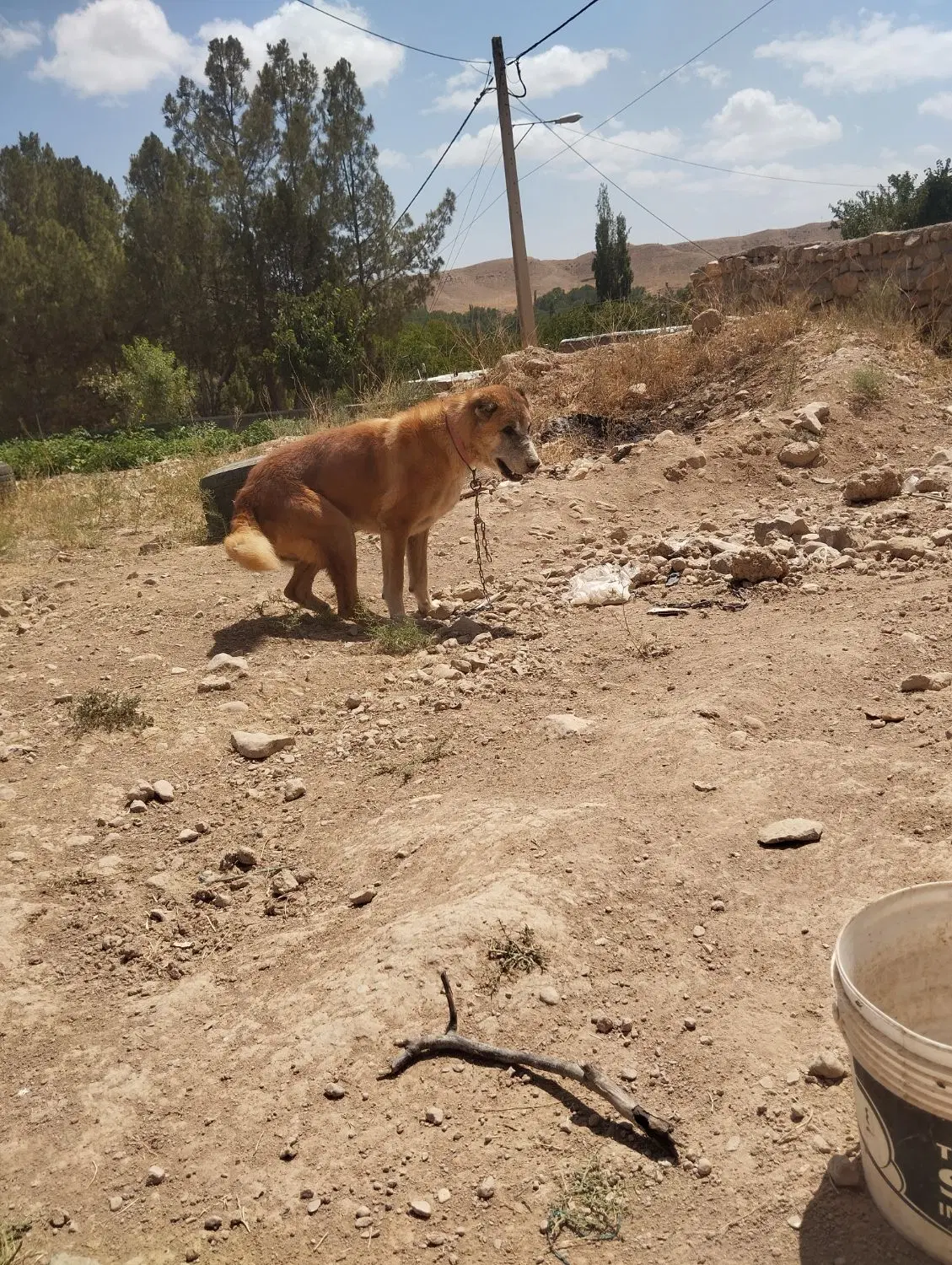 سگگ|سگ|شیروان (خراسان), |دیوار