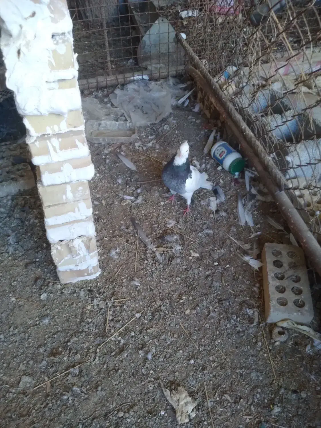 کبوتر|پرنده|دزفول, |دیوار