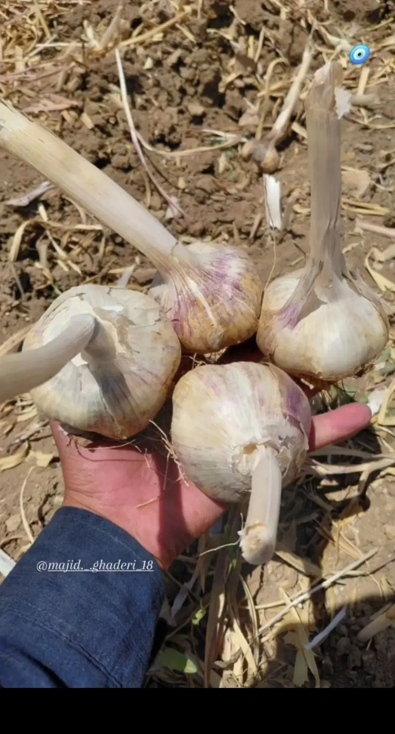 سیر|خوردنی و آشامیدنی|همدان, |دیوار