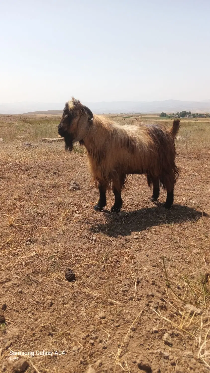 بز نر|حیوانات مزرعه|نیر (اردبیل), |دیوار