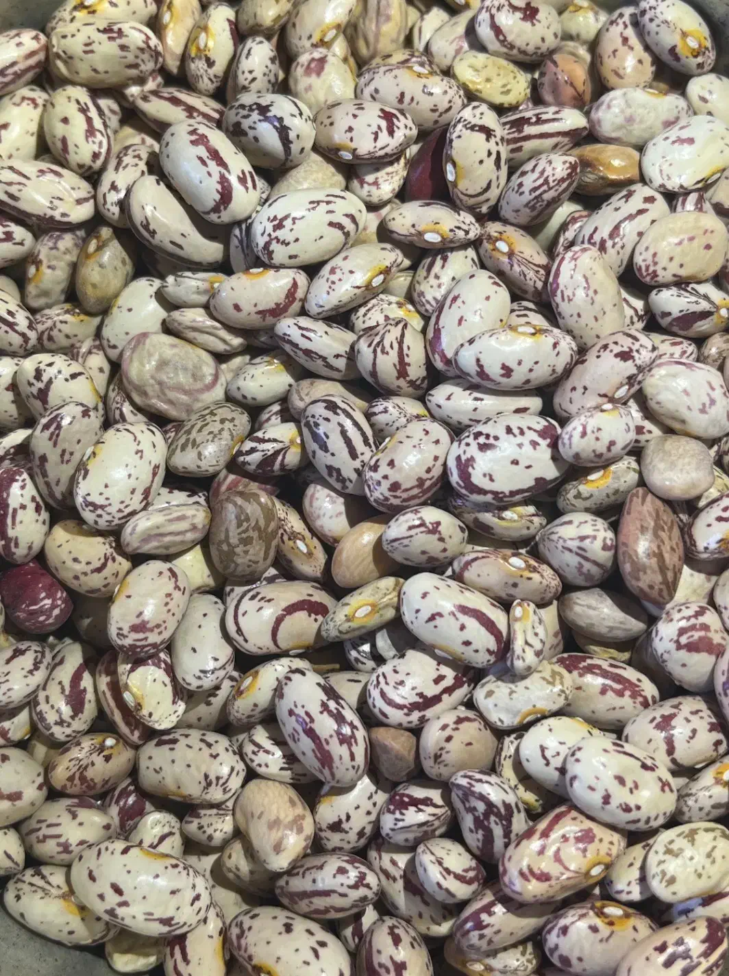 لوبیا|خوردنی و آشامیدنی|اهر, |دیوار