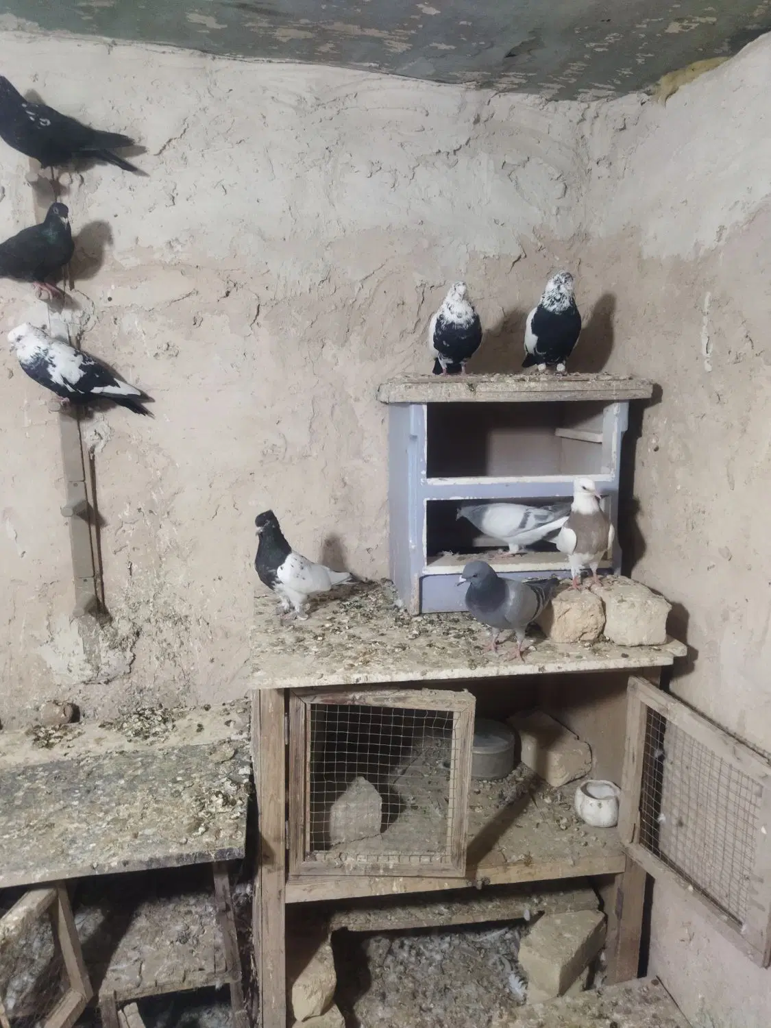 کبوتر|پرنده|شیراز, دودمان|دیوار