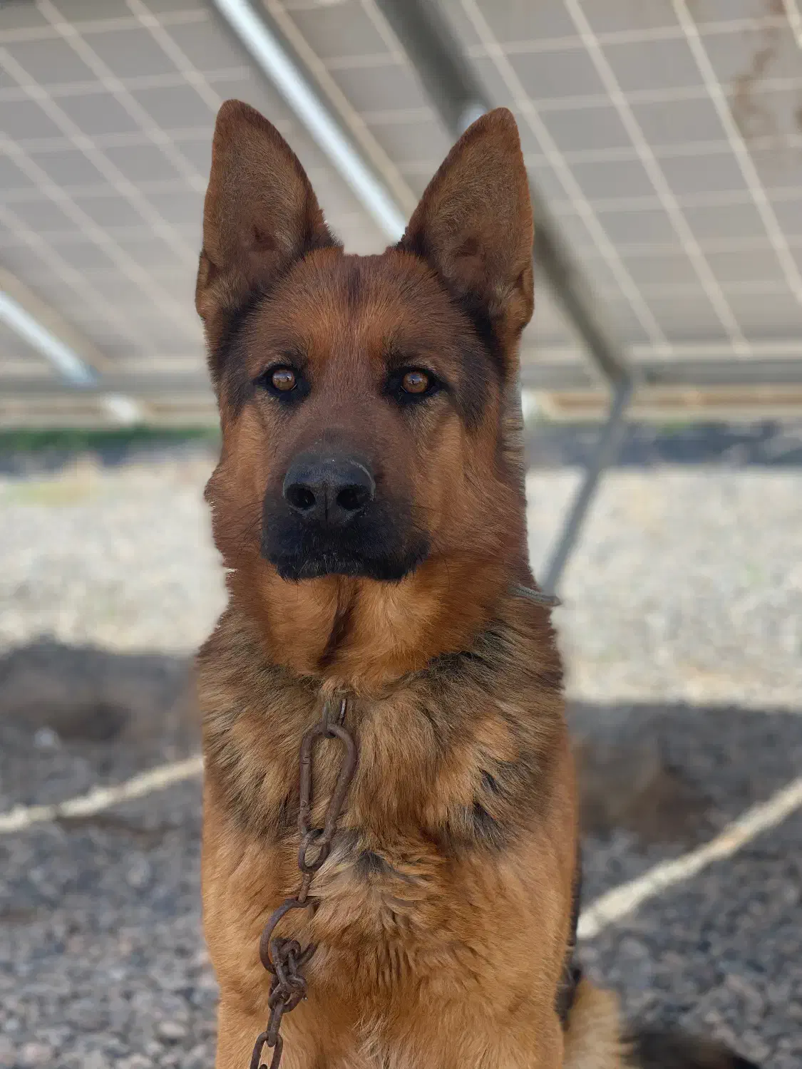 سگ ژرمن|سگ|بیرجند, |دیوار