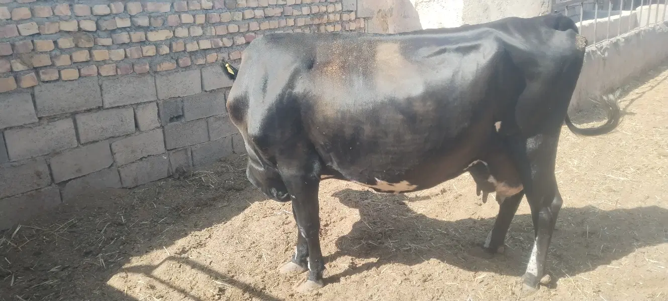 گاو|حیوانات مزرعه|سده (خراسان جنوبی), |دیوار