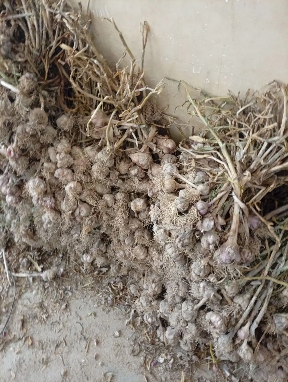 سیر محلی|عمده‌فروشی|سلفچگان, |دیوار