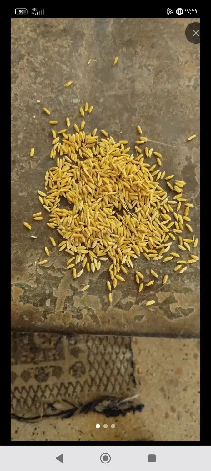 چلتوک|خوردنی و آشامیدنی|مبارکه, |دیوار