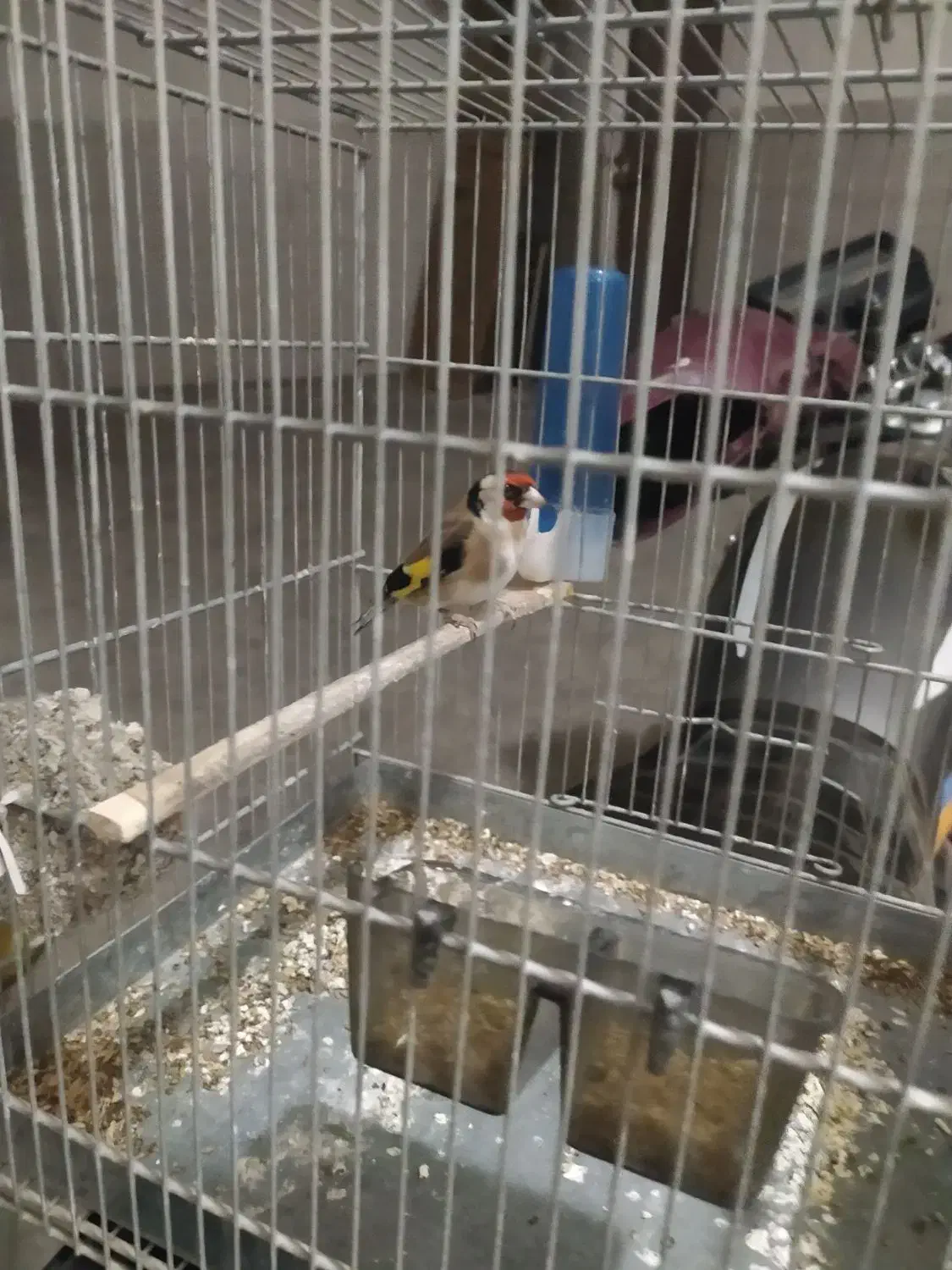 سهره|پرنده|قزوین, |دیوار