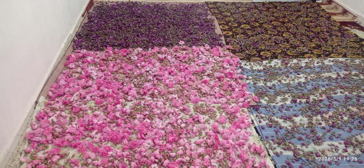 گل محمدی|گل و گیاه طبیعی|دزپارت, |دیوار