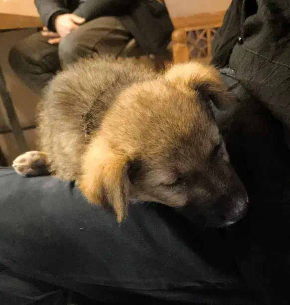 واگذاری سگ|سگ|کرج, کوی امامیه|دیوار