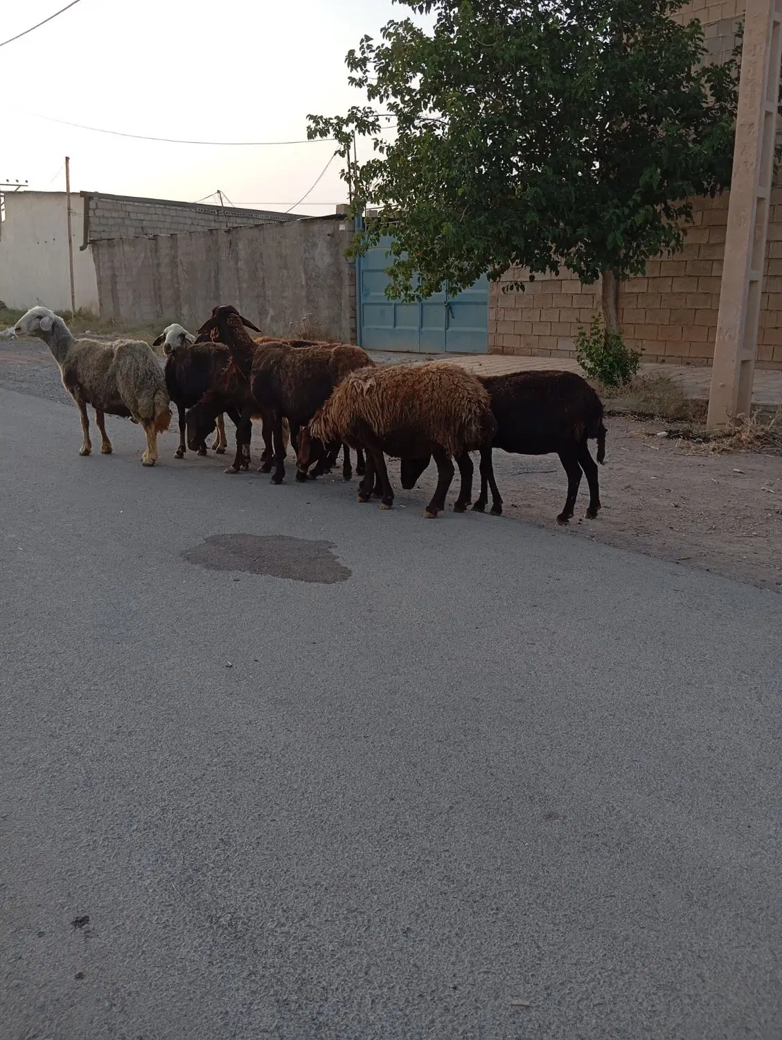میش|حیوانات مزرعه|نجف‌آباد, حومه نجف آباد|دیوار