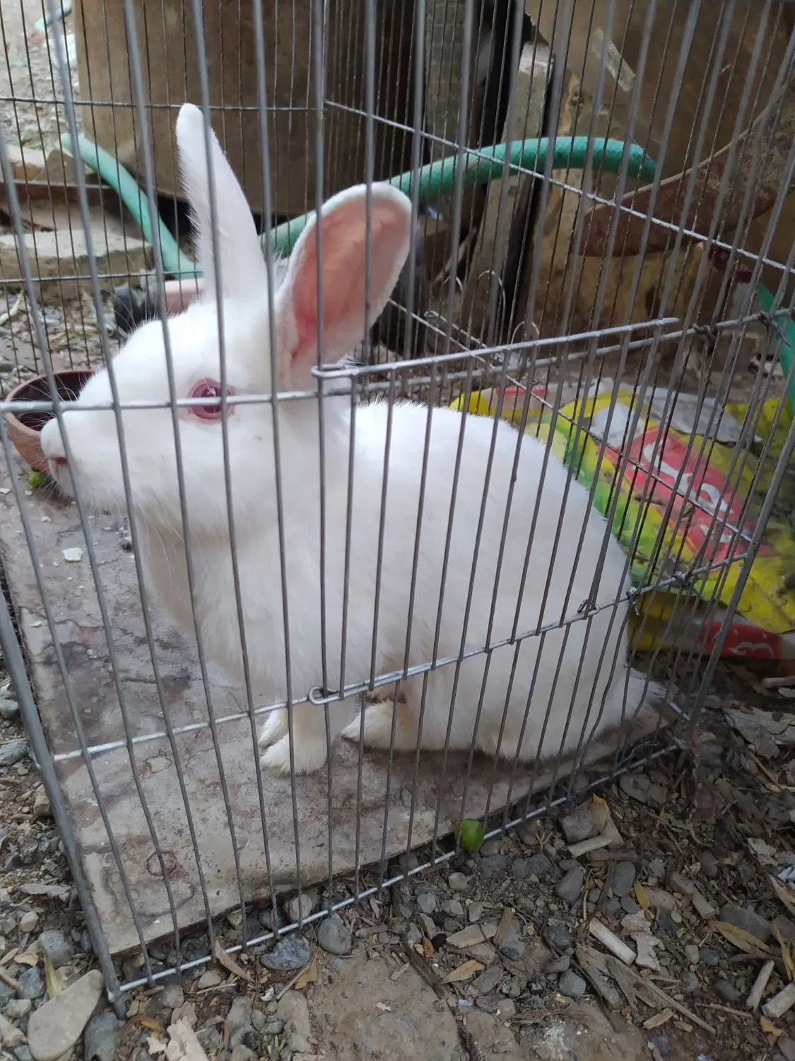 خرگوش|موش و خرگوش|اصفهان, بوستان ناژوان|دیوار