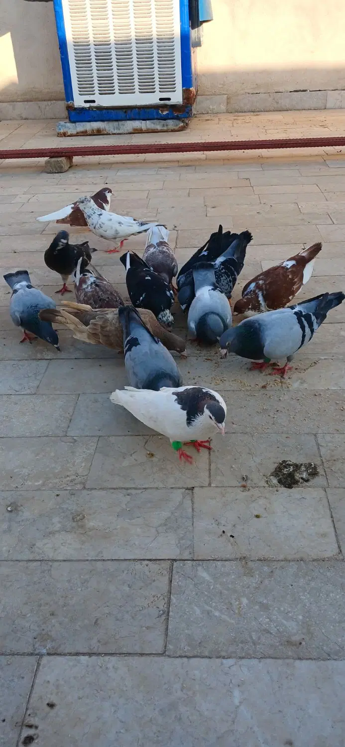 کفتر|پرنده|مشهد, چهاربرج|دیوار