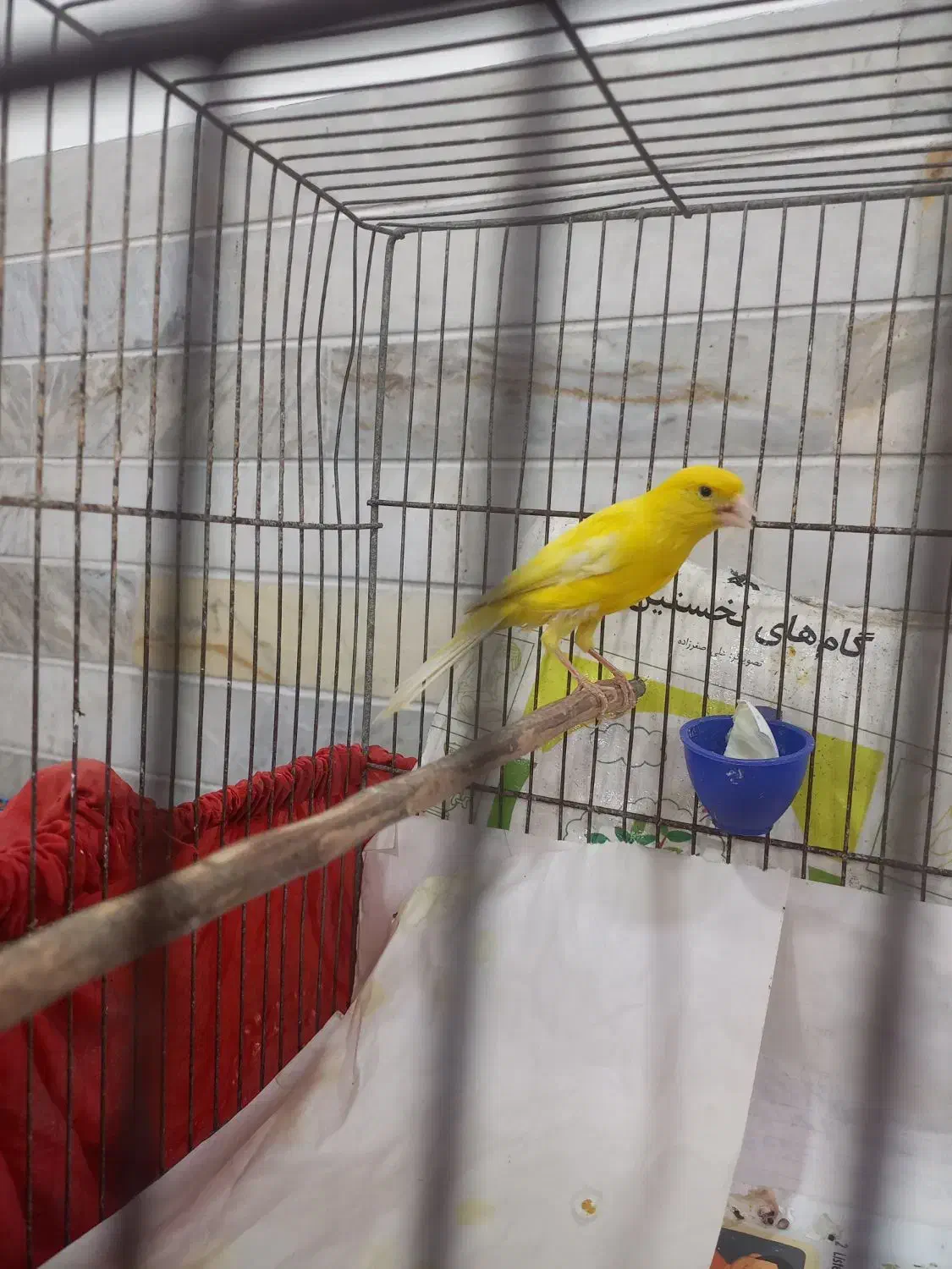 قناری|پرنده|رشت, تازه آباد|دیوار