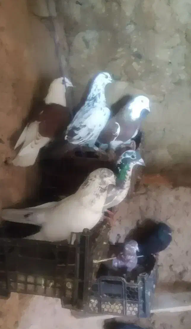کفتر|پرنده|ماهنشان, |دیوار