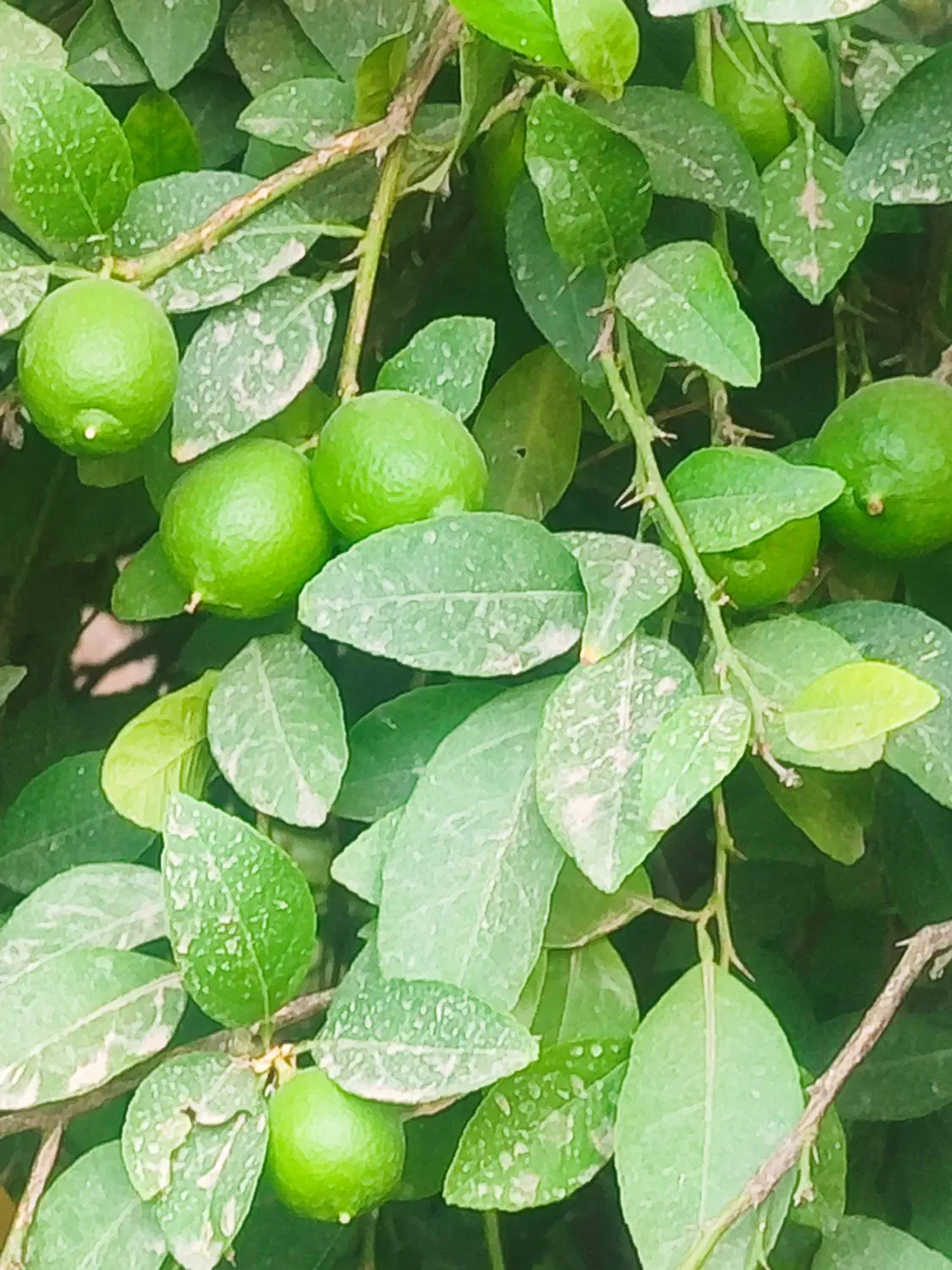 میوه|عمده‌فروشی|چاروسا, |دیوار