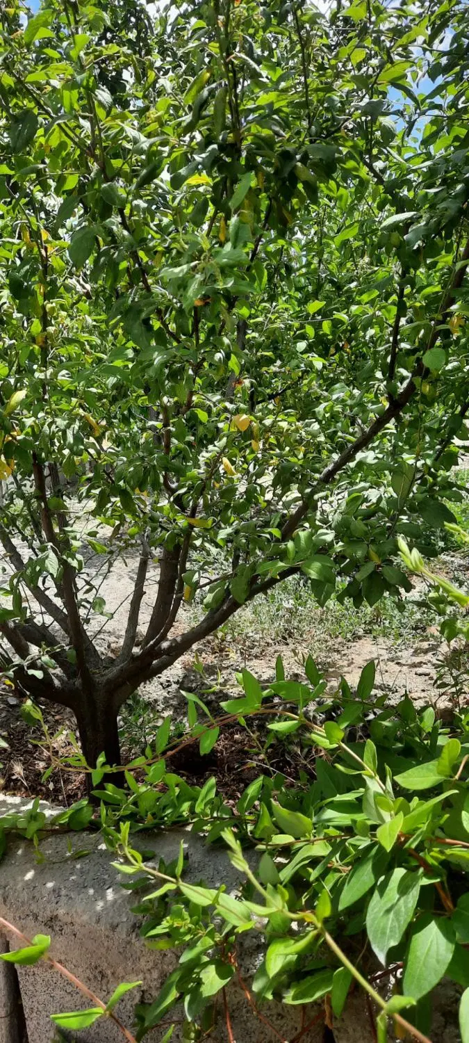 باغچه ۵۰۰متری ملکی, مشهد